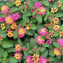 Citrus Park Nursery