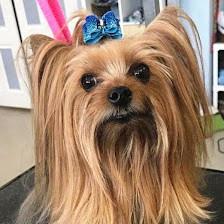 Bow Wow Pet Salon