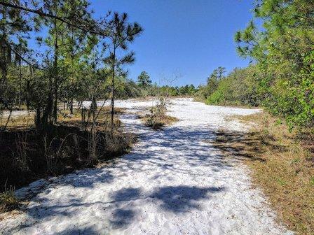 Lakeland Highlands Scrub