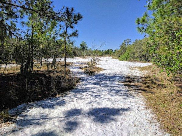 Lakeland Highlands Scrub