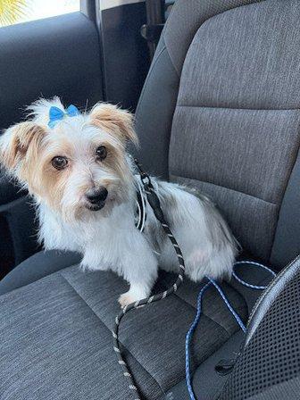 Bow Wow Pet Salon