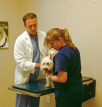 Bell Shoals Animal Hospital