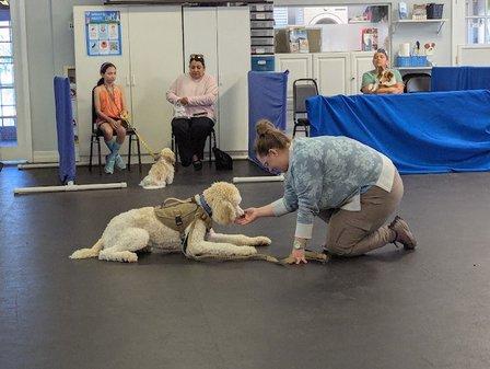 Courteous Canine, Inc.