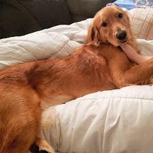 Happy Tails of Tampa Pet Grooming