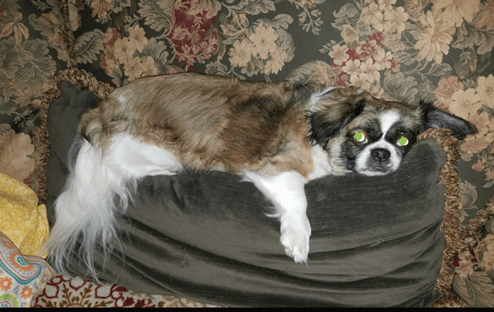 Stay.Sit.Walk., South Tampa Pet Services