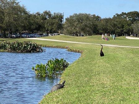 Mangrove Bay and Cypress Links Golf Courses