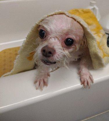 Steppin Out Grooming Salon
