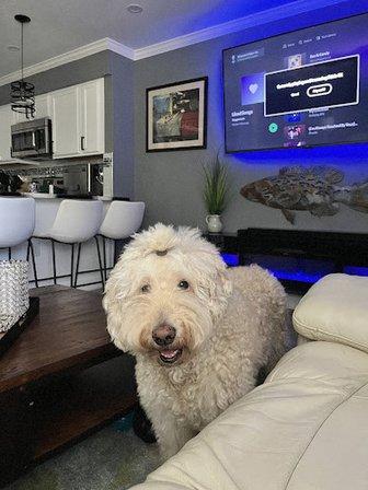 Grace’s Dog Spa