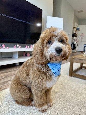 Happy Tails of Tampa Pet Grooming