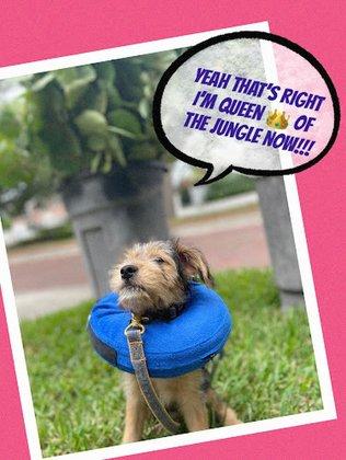 South Tampa Dog Walking & Pet Sitting