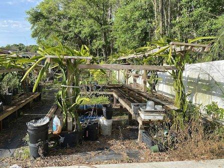 Tampa Tropical Asian Nursery
