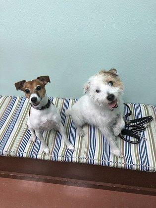 Southbay Animal Hospital