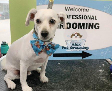 Alex Pet Grooming