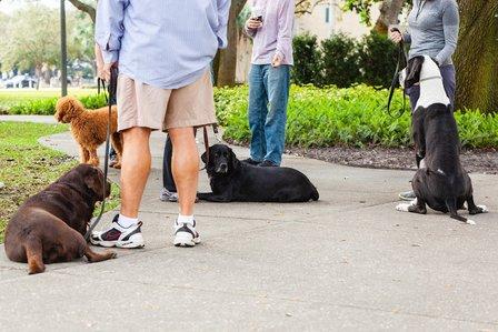Sit N Stay Dog Academy