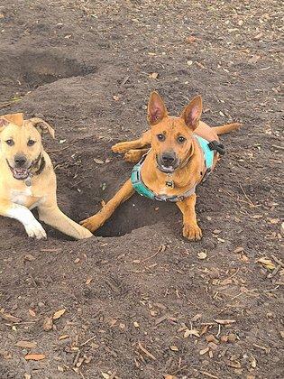 Crescent Lake Dog Park