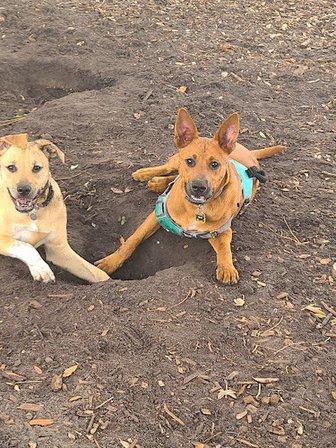 Crescent Lake Dog Park