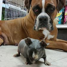 Pet Safari Grooming - If needed Curbside Drop off