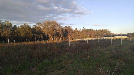 Ergle Christmas Tree Farm