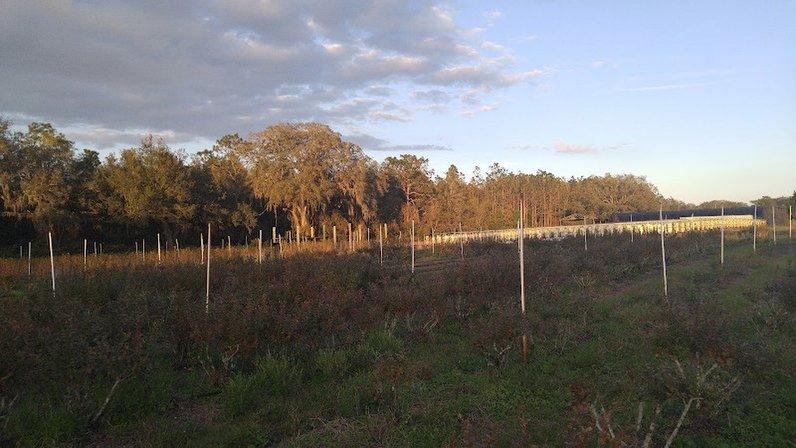 Ergle Christmas Tree Farm