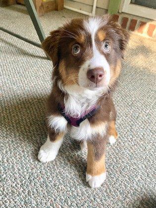 Autumn Creek Aussies