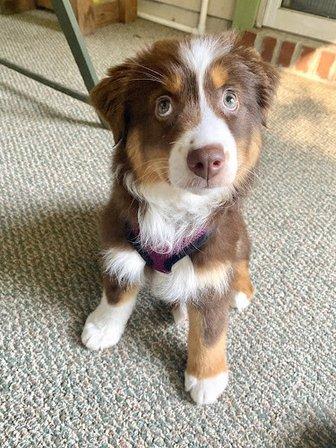 Autumn Creek Aussies