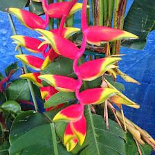 Christine's Tropical & Exotic Plants Inc.
