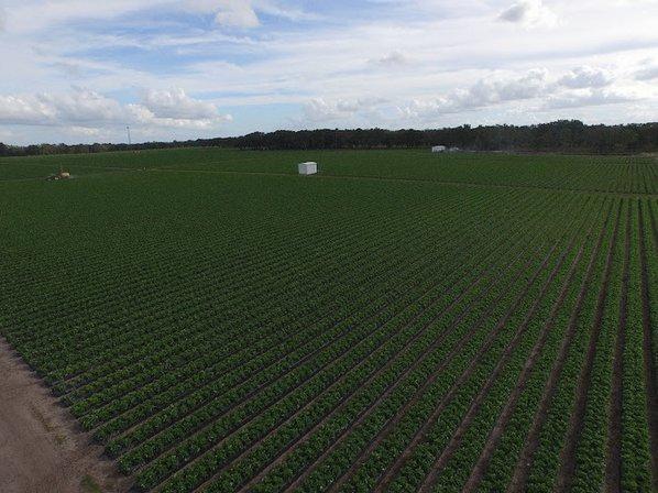 Mathis Farms