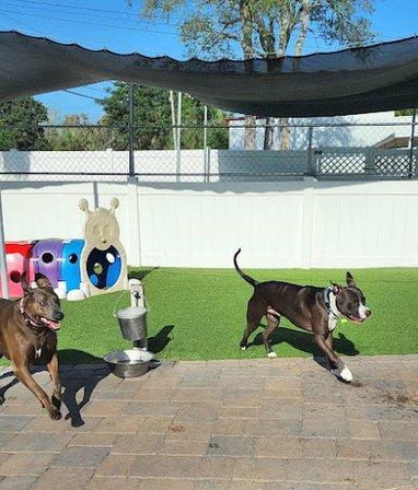 Pet Resort & Grooming Salon