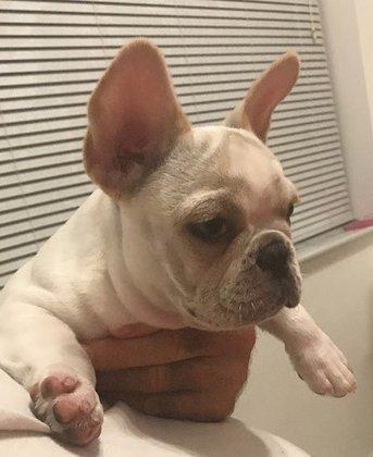 French Bull Dog Breeder