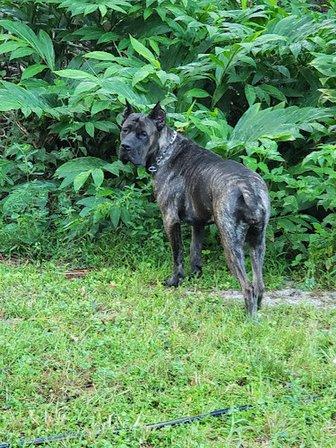 Mar E Sol Cane Corso Italiano