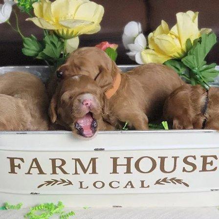 Pemberley House Australian Labradoodles