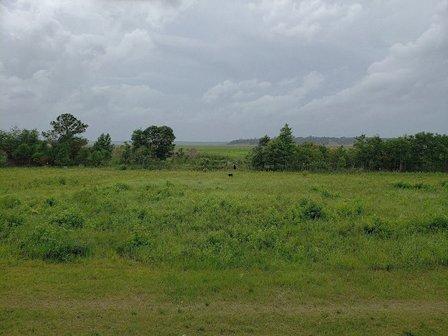 Mastodon Environmental - Wetland Delineation Services