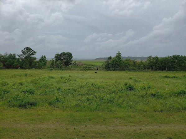 Mastodon Environmental - Wetland Delineation Services