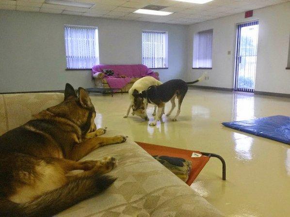 Puppy Manor