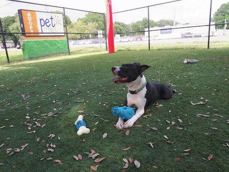 Hillsborough County Pet Resources Foundation INC.