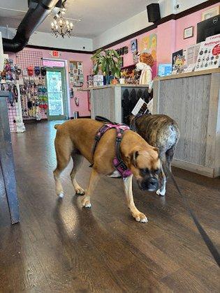 Woof Gang Bakery and Grooming St Petersburg