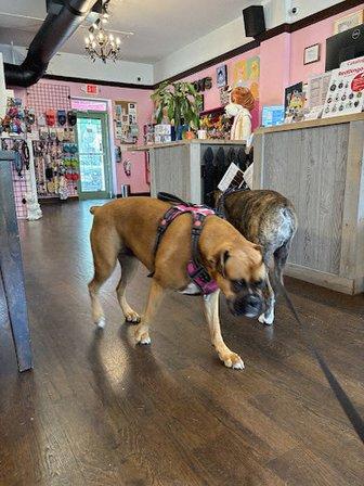 Woof Gang Bakery and Grooming St Petersburg
