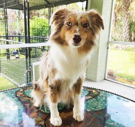Osborne & Stormborn Florida Kennels