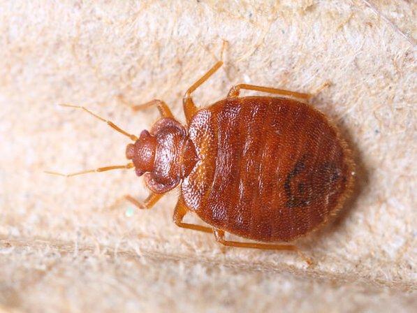 Anti-Pesto Bug Killers Inc