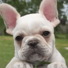 Le Petite Pooch