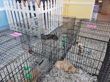 All About Puppies