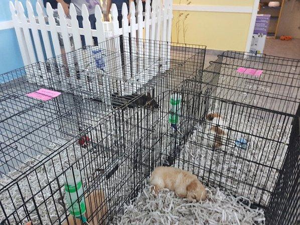 All About Puppies