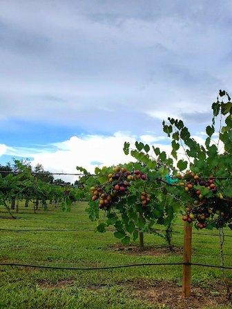 Thompson's Nursery and Vineyard