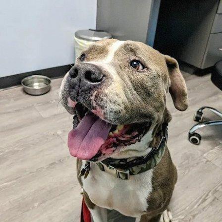 Plantation Animal Hospital of Tampa