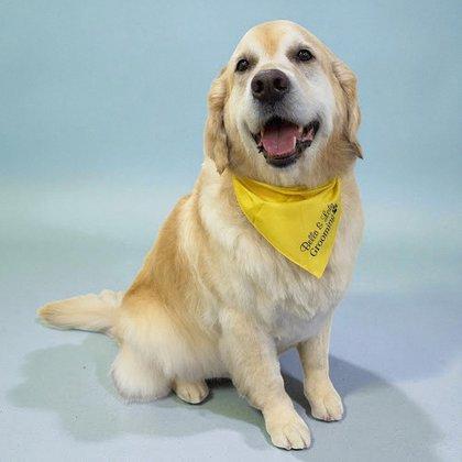 Bella & Lola Grooming - South Tampa