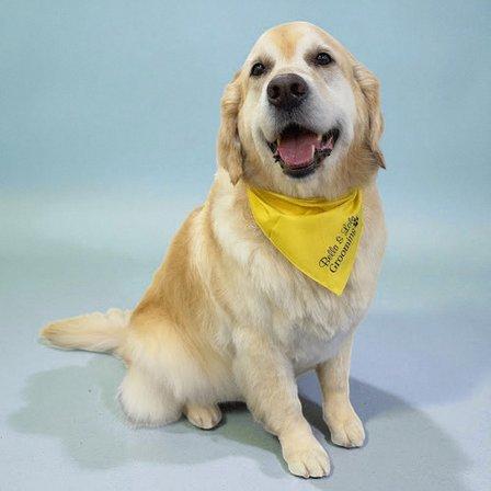 Bella & Lola Grooming - South Tampa