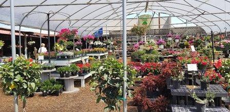 Willow Tree Nursery Inc