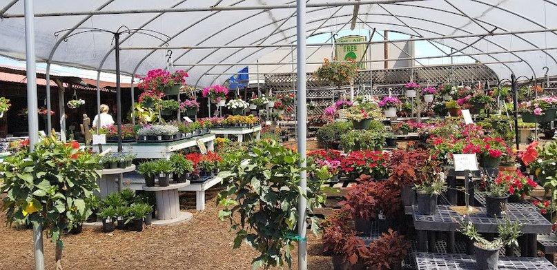 Willow Tree Nursery Inc