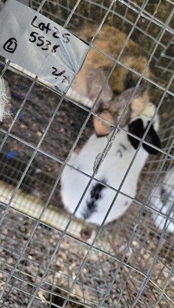 All Stock Animal Sale LLC