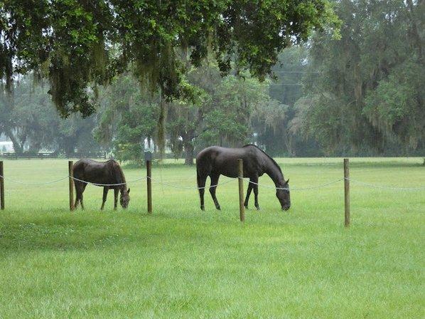 Tanner Oaks Farm